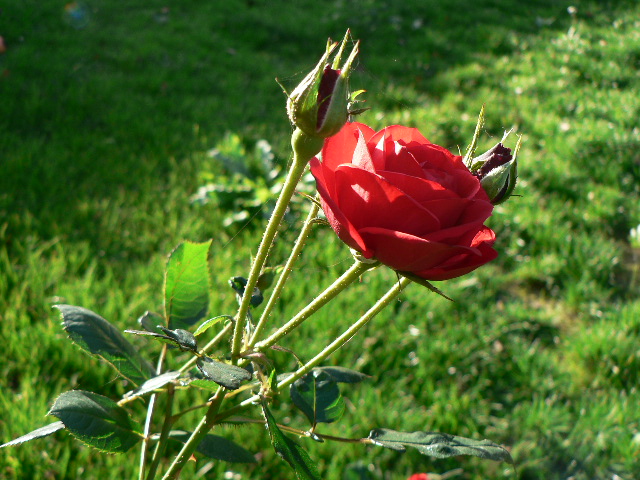 Rosa