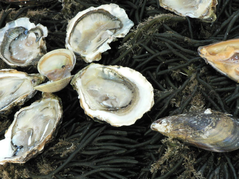 Ostras