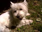 Cachorrinho da Rachel