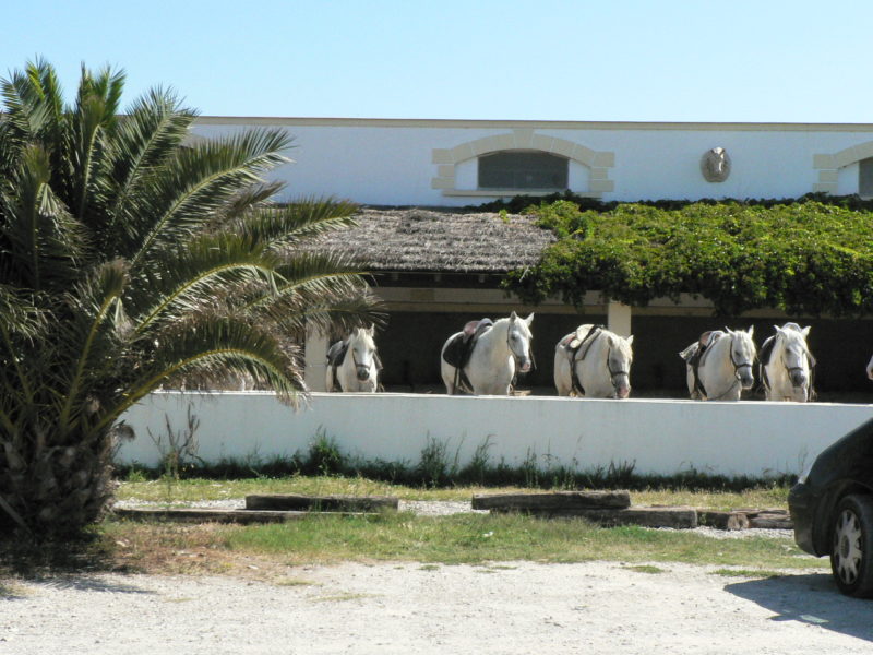 Camargue