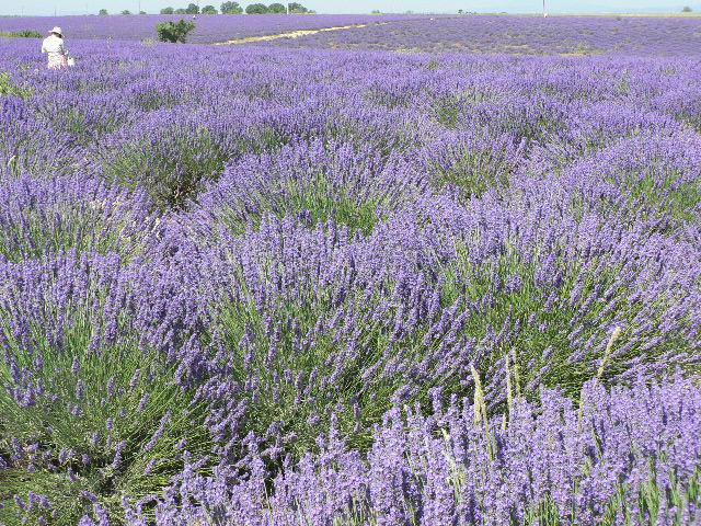 Lavander fields