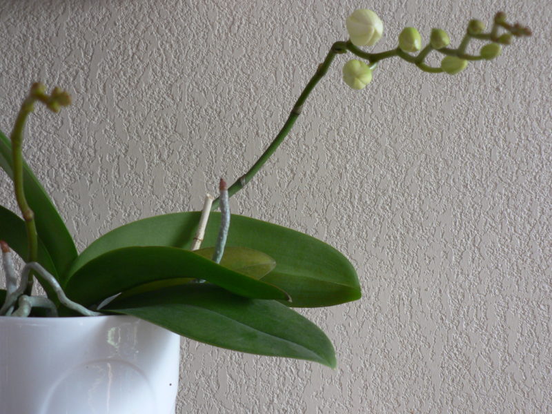 Orquídea