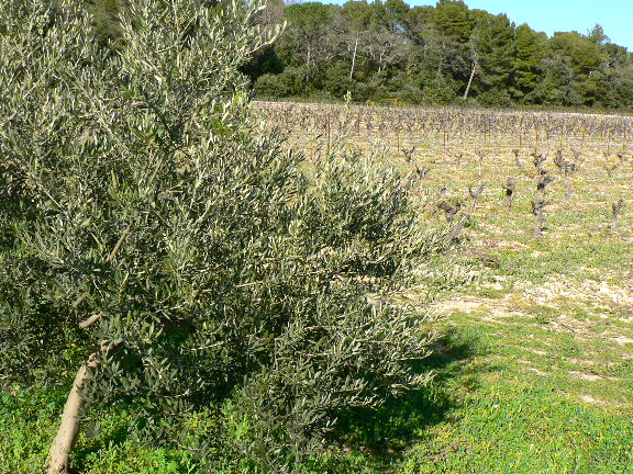 Vinhedo