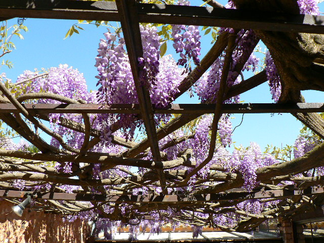 Glycínias