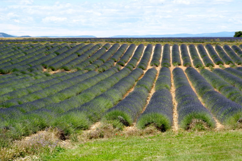 Campos de lavanda