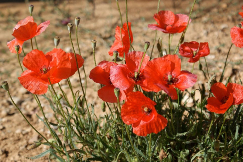 Primavera na Provence