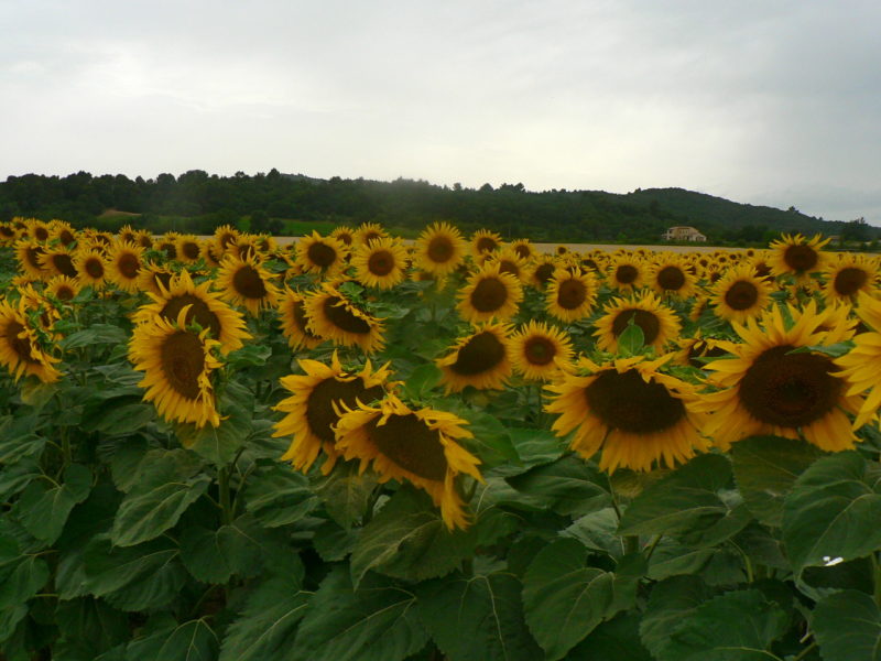 Sunflowers
