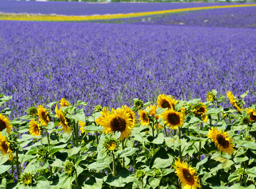 Lavanda e girassol