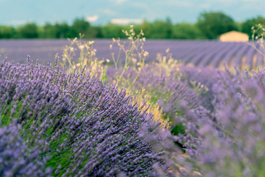 Lavanda Valensole