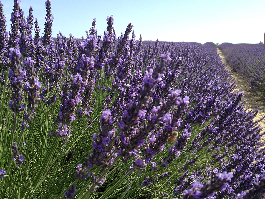 Campos de lavanda